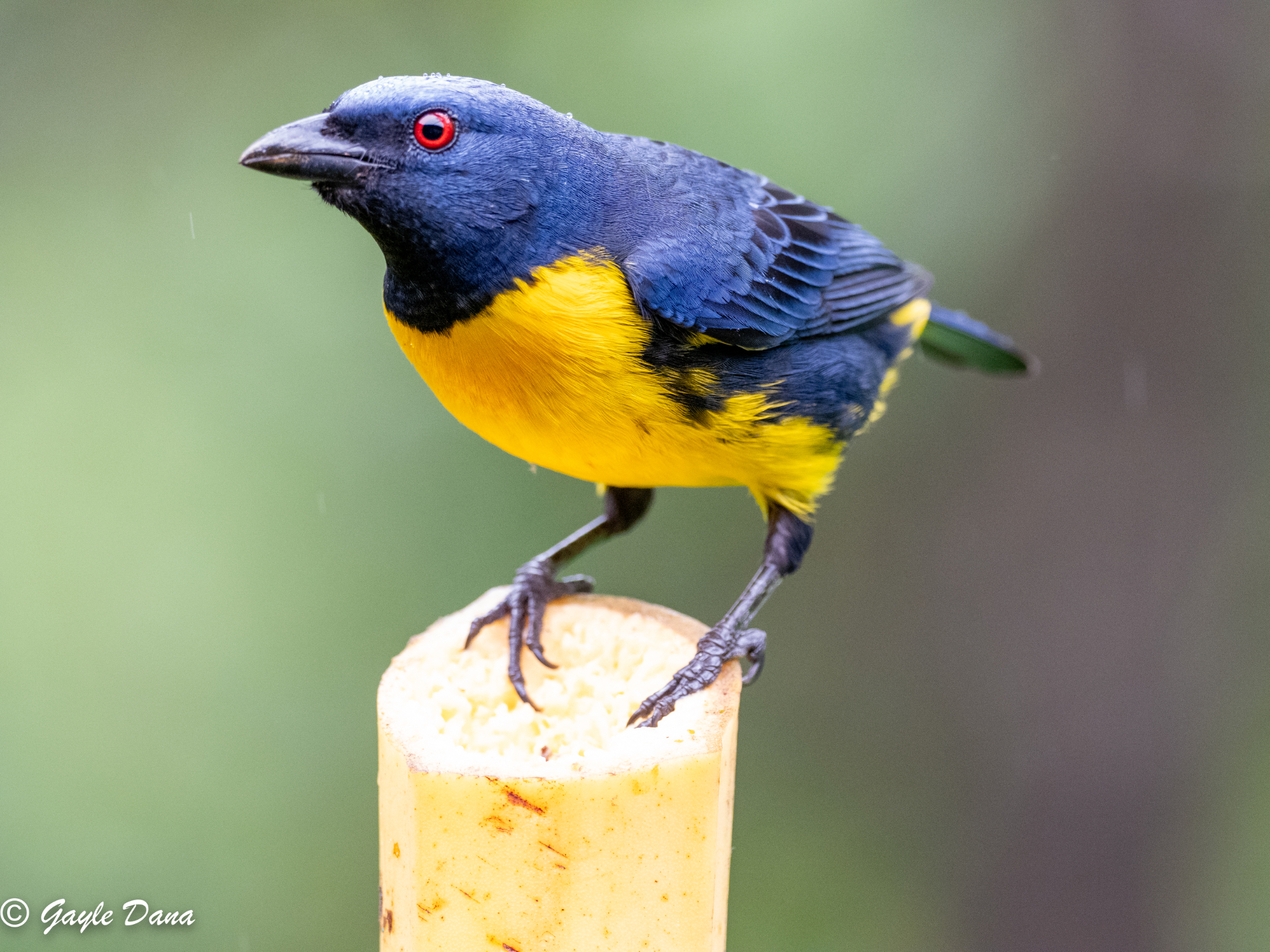 Tawney capped Euphonia